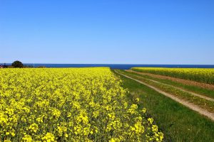 Österlens rapsfält, Skåne